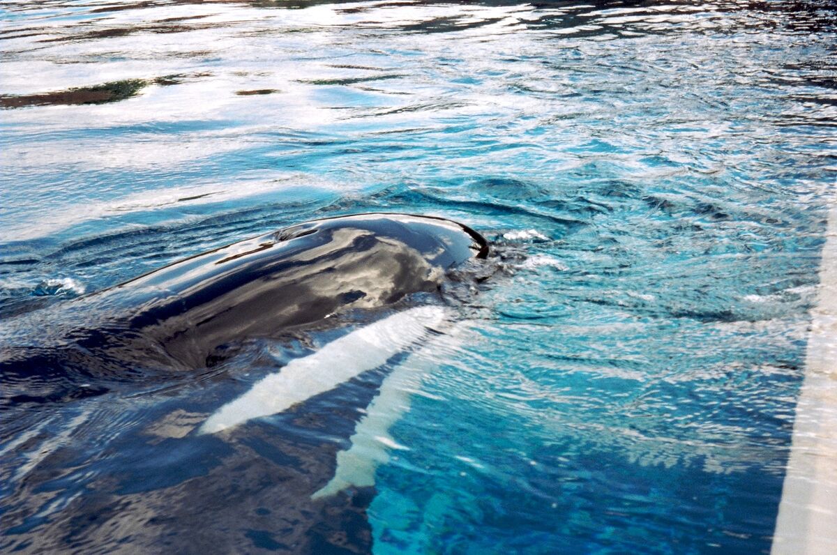 Gia, a beluga whale at Marineland has died