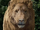 Aslan.png