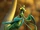 Mantis