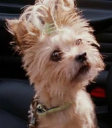 Nevins (Dr. Seuss' The Cat in the Hat)