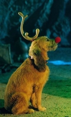 how the grinch stole christmas max antler