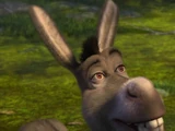 Donkey