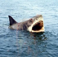 Bruce (Jaws)