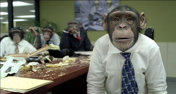 Highly trained monkeys on sale
