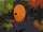 Tobi.PNG.png