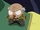 Myoga.png