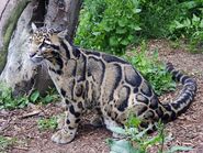 Clouded Leopard Form