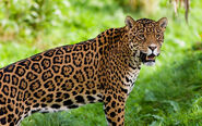 Jaguar Form