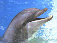 Delfin lacht