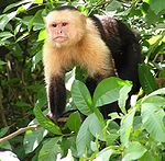 150px-Capuchin Costa Rica
