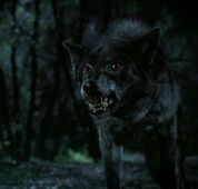 Werewolf