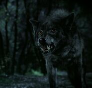 Werewolf