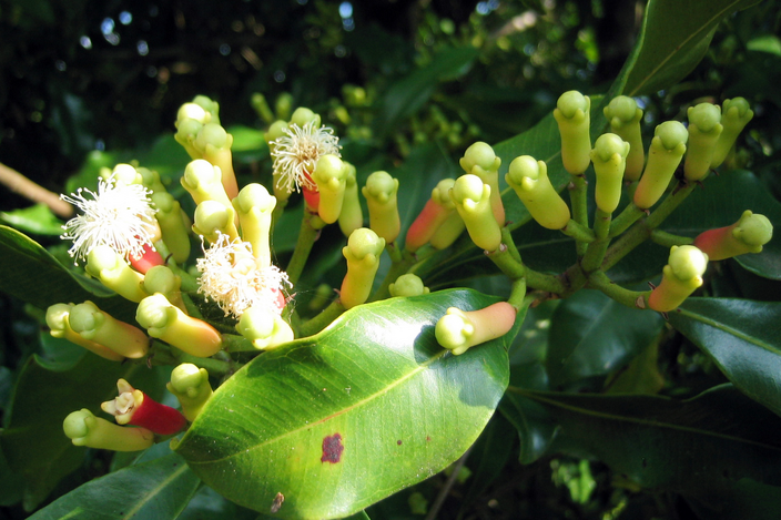 Syzygium aromaticum Syzygium aromaticum