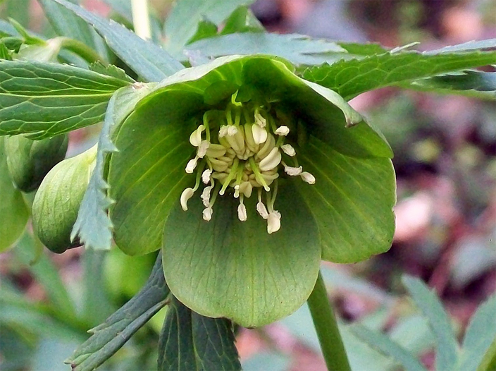 Helleborus viridis Helleborus viridis