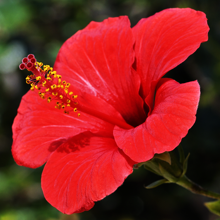 Hibiscus rosa-sinensis Hibiscus rosa-sinensis