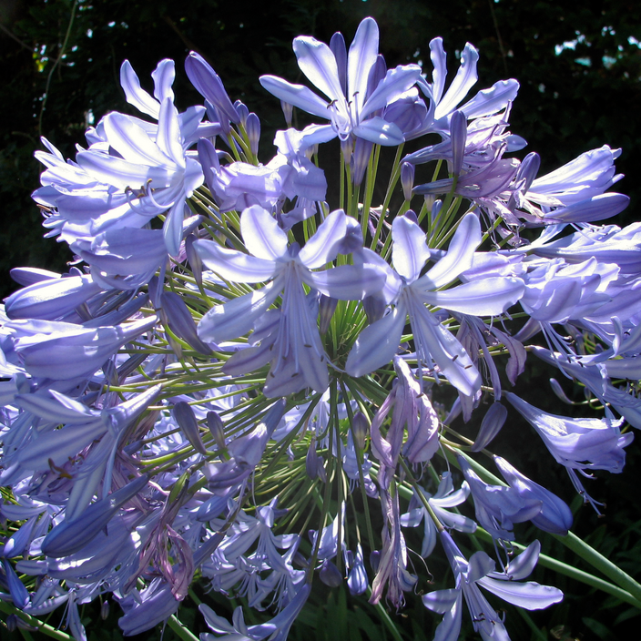 Agapanthus africanus Agapanthus africanus