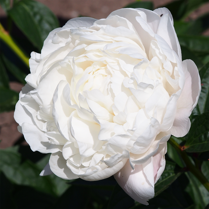 Paeonia lactiflora Paeonia lactiflora