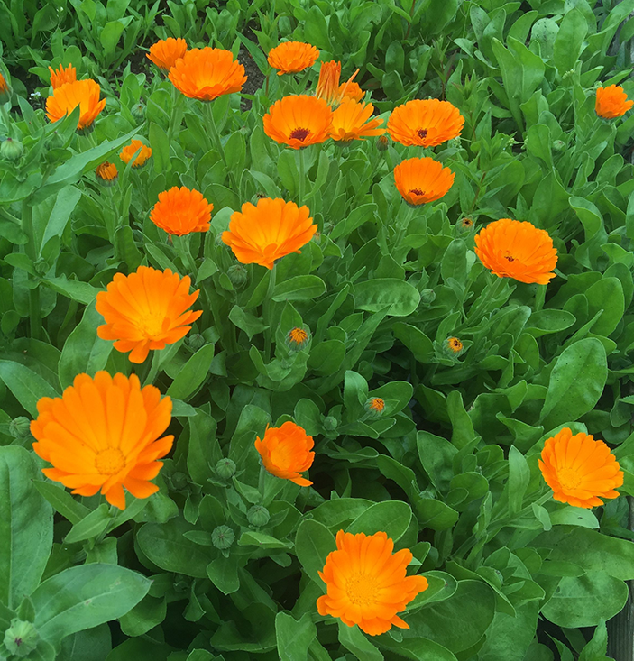 Calendula officinalis Calendula officinalis