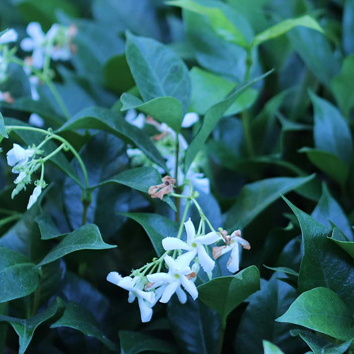 Jasminum sambac Jasminum sambac