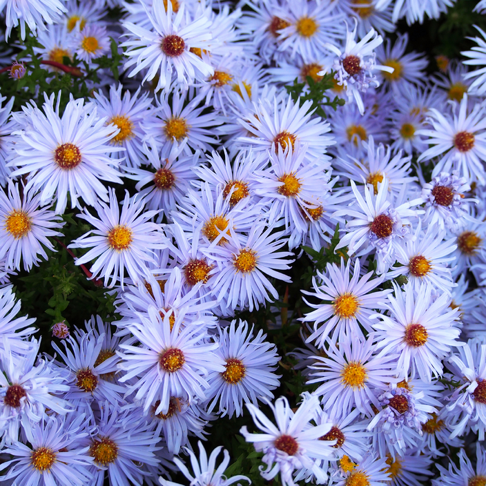 Symphyotrichum dumosum Symphyotrichum dumosum