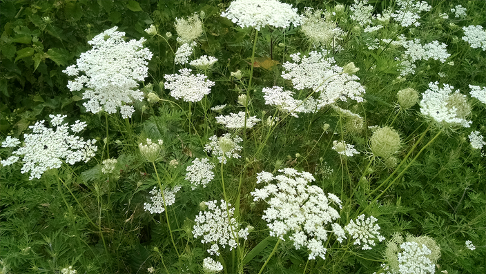 Daucus carota Daucus carota