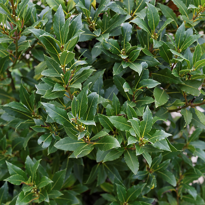 Laurus nobilis Laurus nobilis