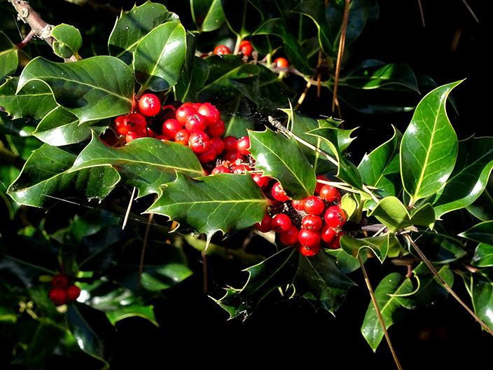 Ilex aquifolium Ilex aquifolium