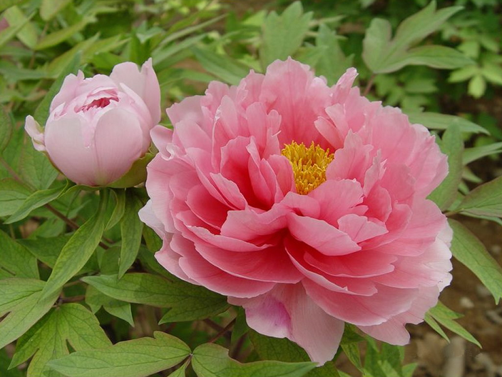 Paeonia suffruticosa Paeonia suffruticosa