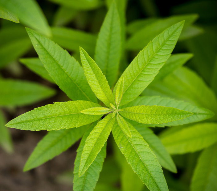 Lemon verbena leaves Lemon verbena leaves