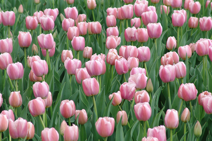 Tulip field Tulip field