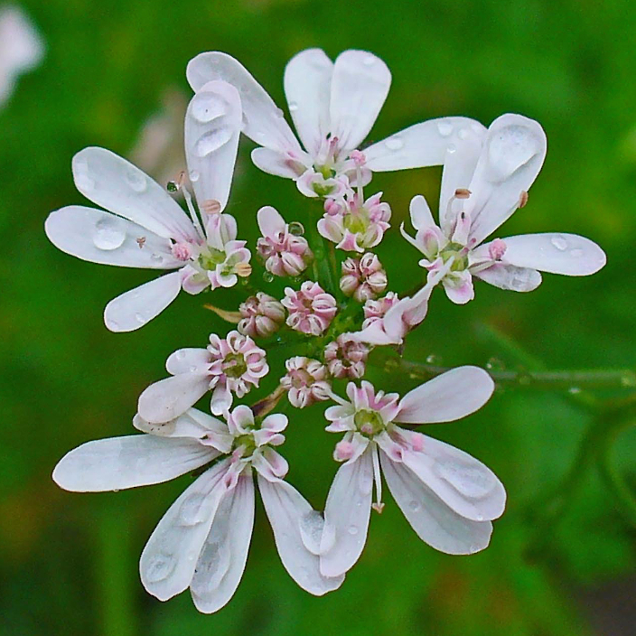 Coriandrum sativum Coriandrum sativum