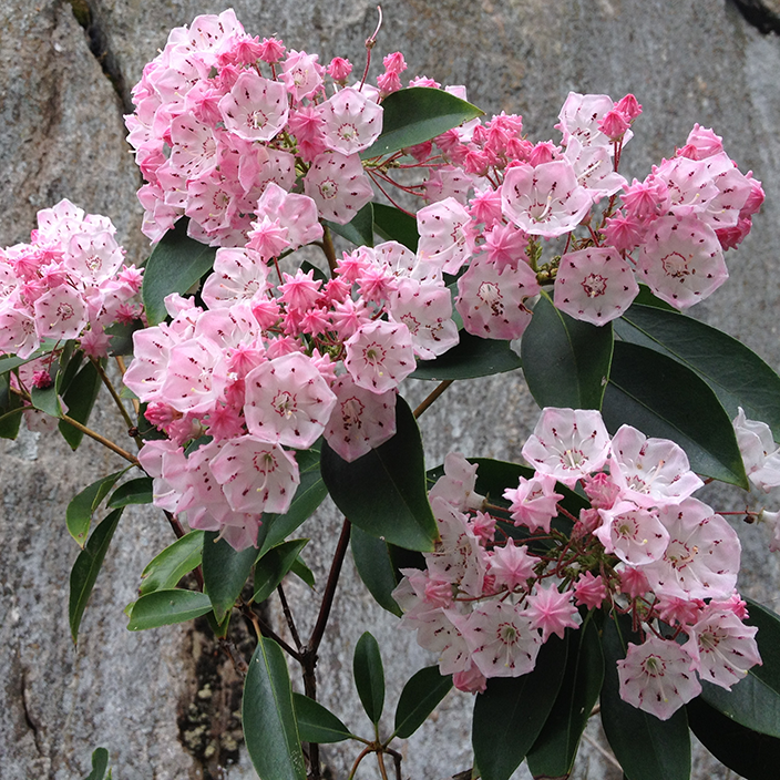 Kalmia latifolia Kalmia latifolia