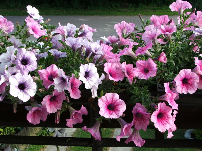 Petunia Petunia