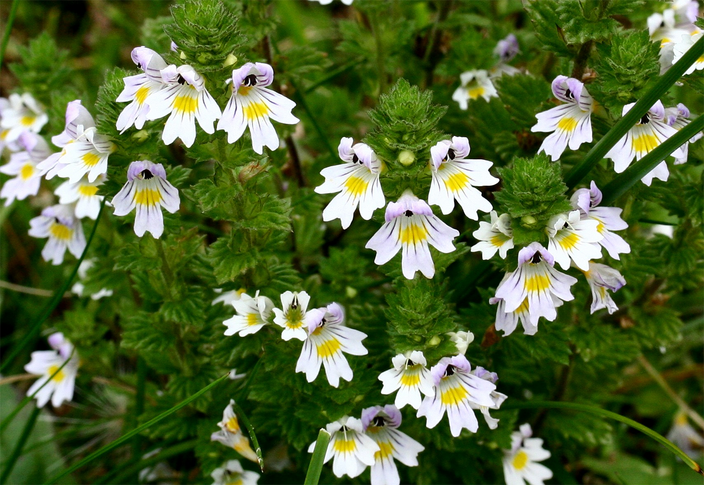 Euphrasia rostkoviana Euphrasia rostkoviana