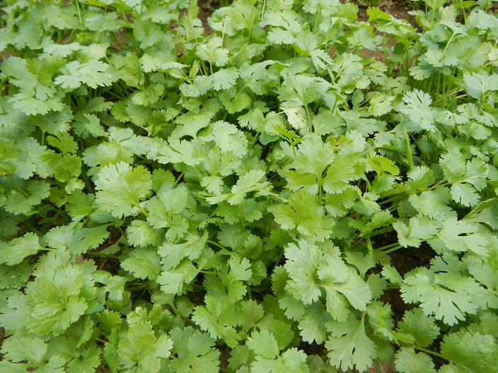Coriandrum sativum Coriandrum sativum