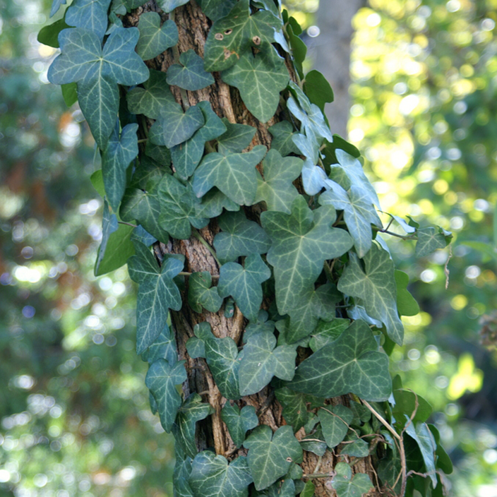 Hedera helix Hedera helix