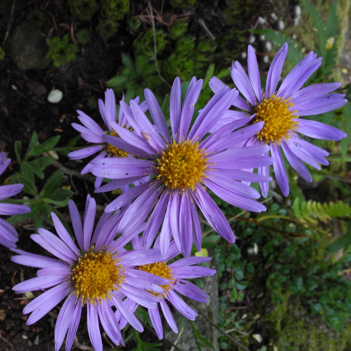 Aster alpinus Aster alpinus