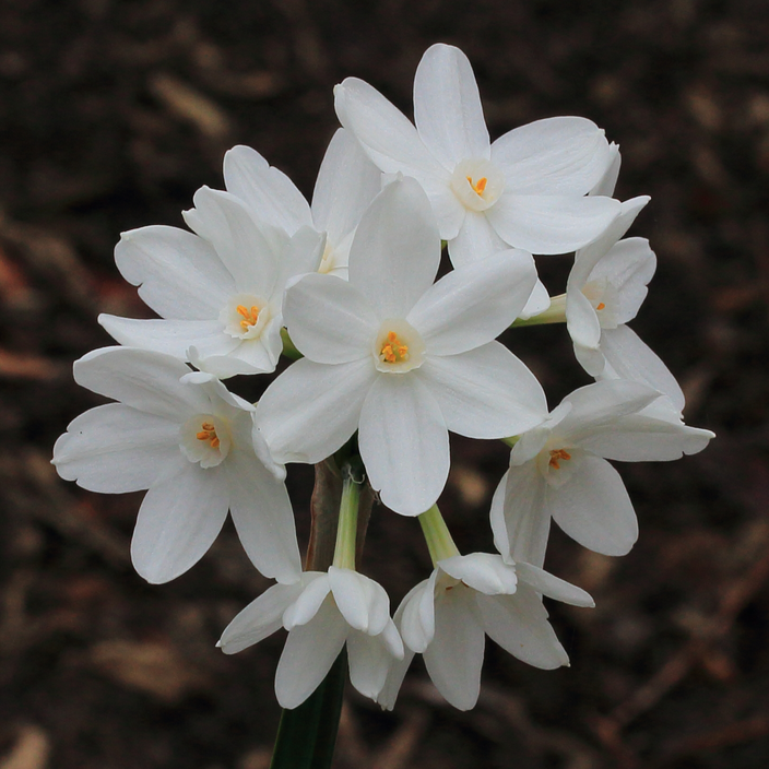 Narcissus papyraceus Narcissus papyraceus