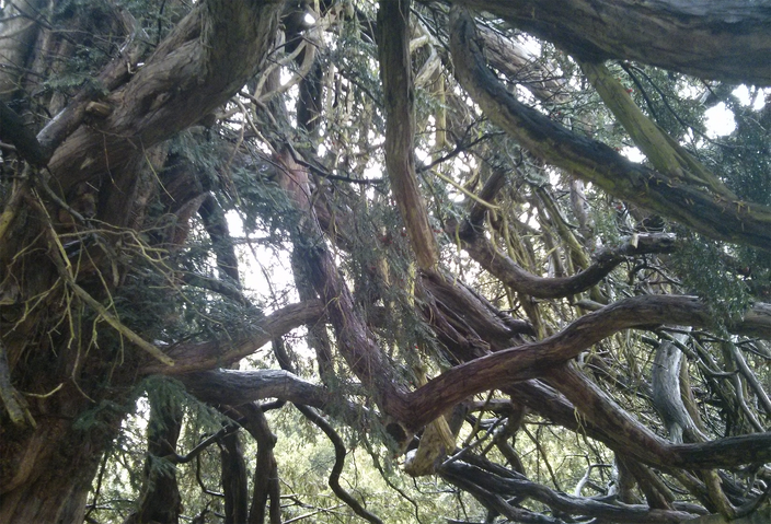 Taxus baccata Taxus baccata