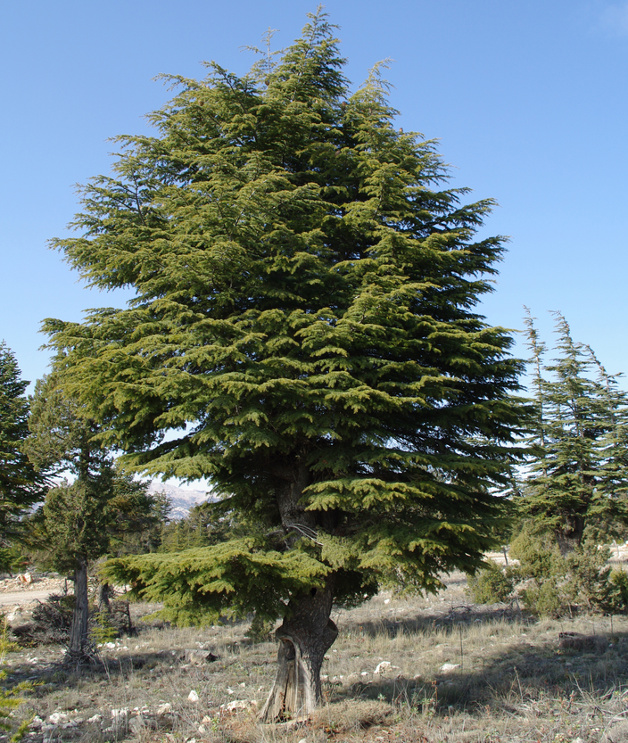 Cedrus libani Cedrus libani