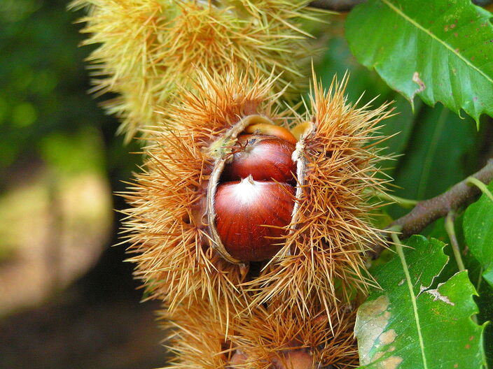 Chestnut fruit Chestnut fruit
