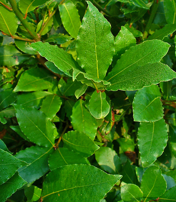 Bay leaves Bay leaves