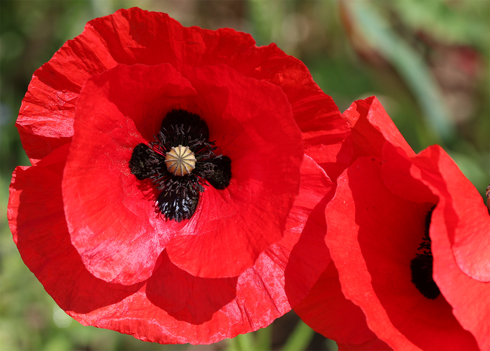 Papaver rhoeas Papaver rhoeas
