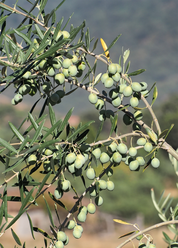 Olea europaea Olea europaea
