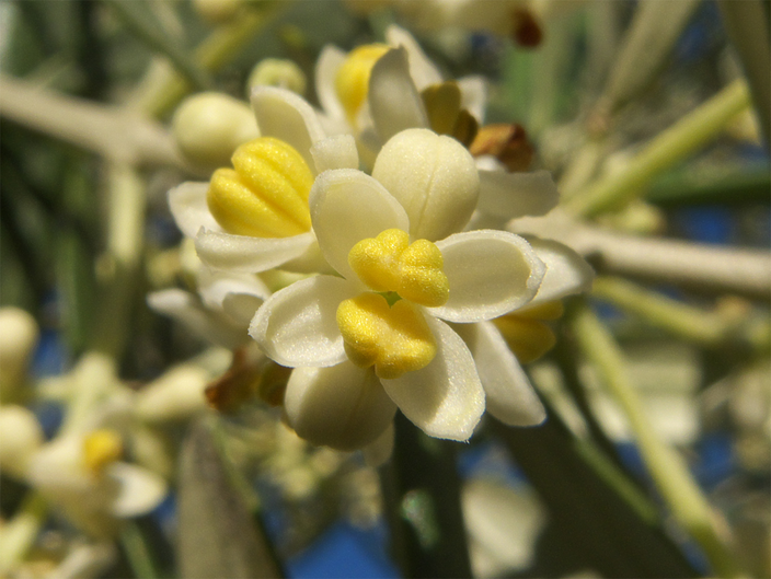 Olea europaea Olea europaea