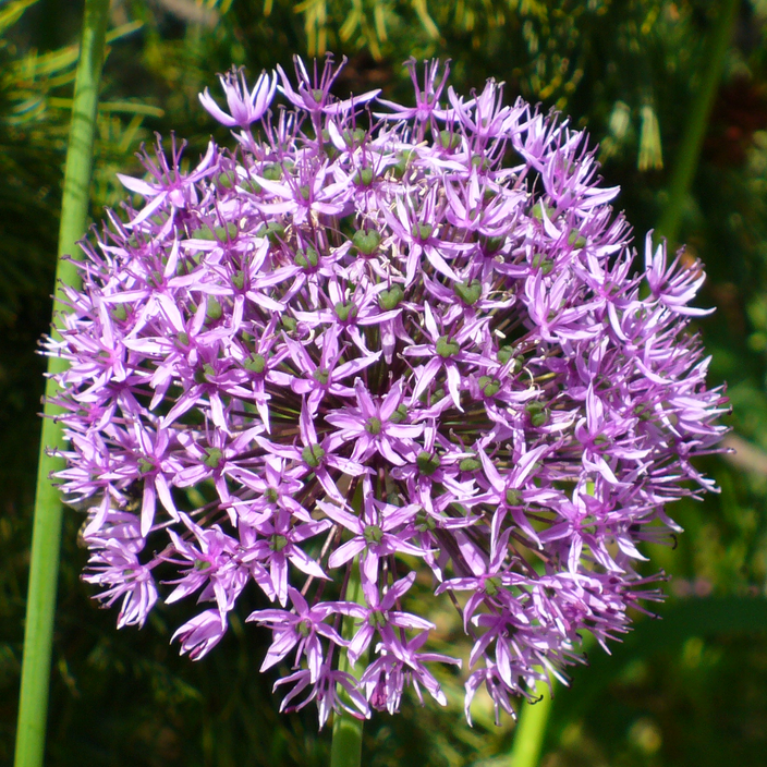 Allium aflatunense Allium aflatunense
