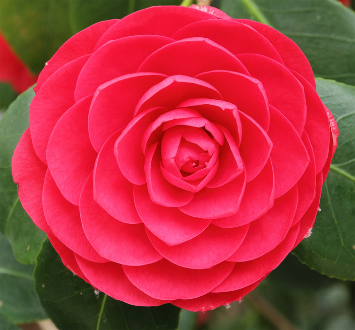 Camellia japonica Camellia japonica