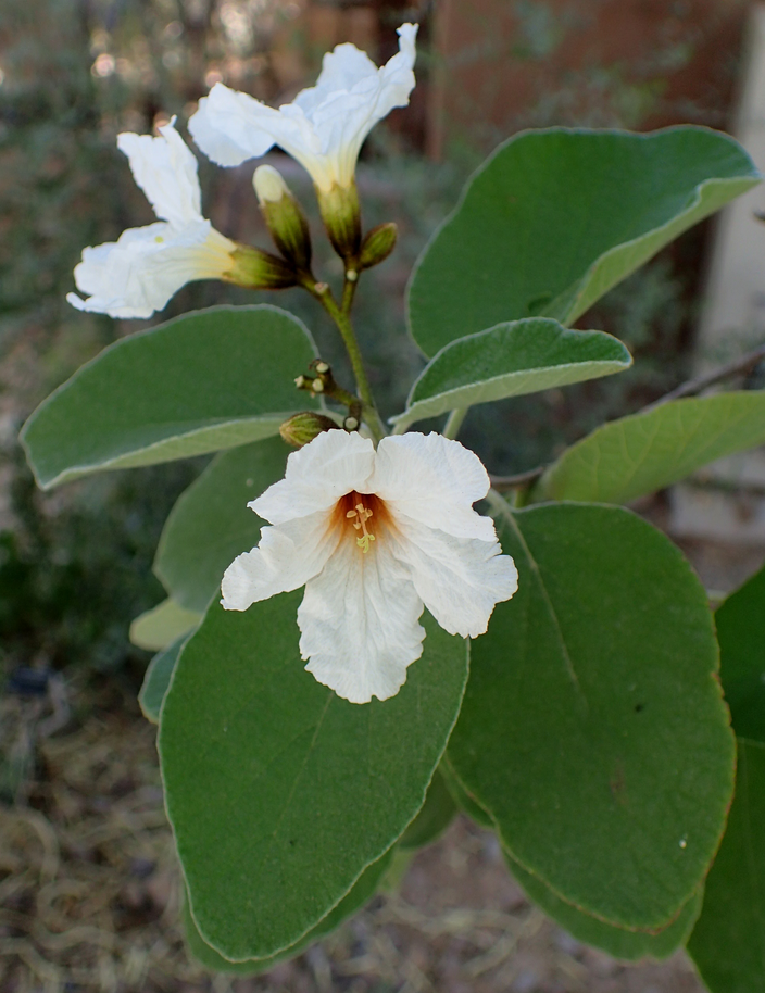 Cordia boissieri Cordia boissieri