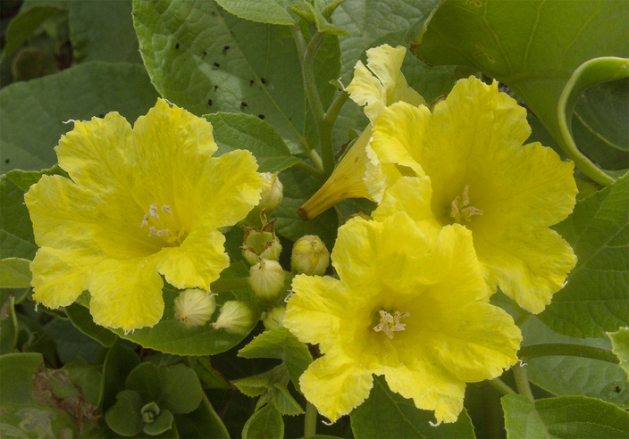 Cordia lutea Cordia lutea