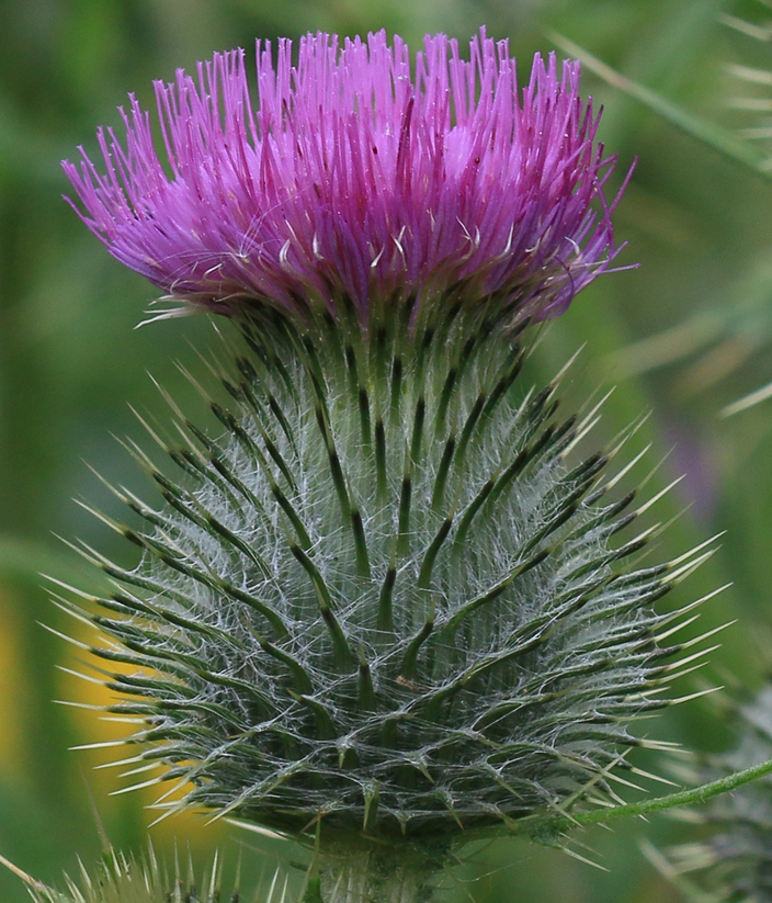 Cirsium vulgare Cirsium vulgare